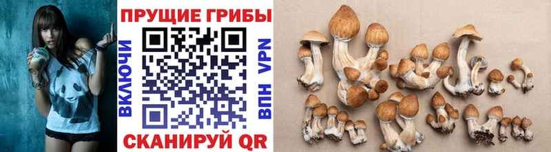 хочу Зерноград Галлюциногенные грибы прущие грибы